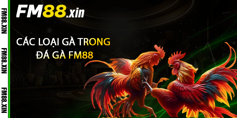 Các loại gà trong đá gà FM88